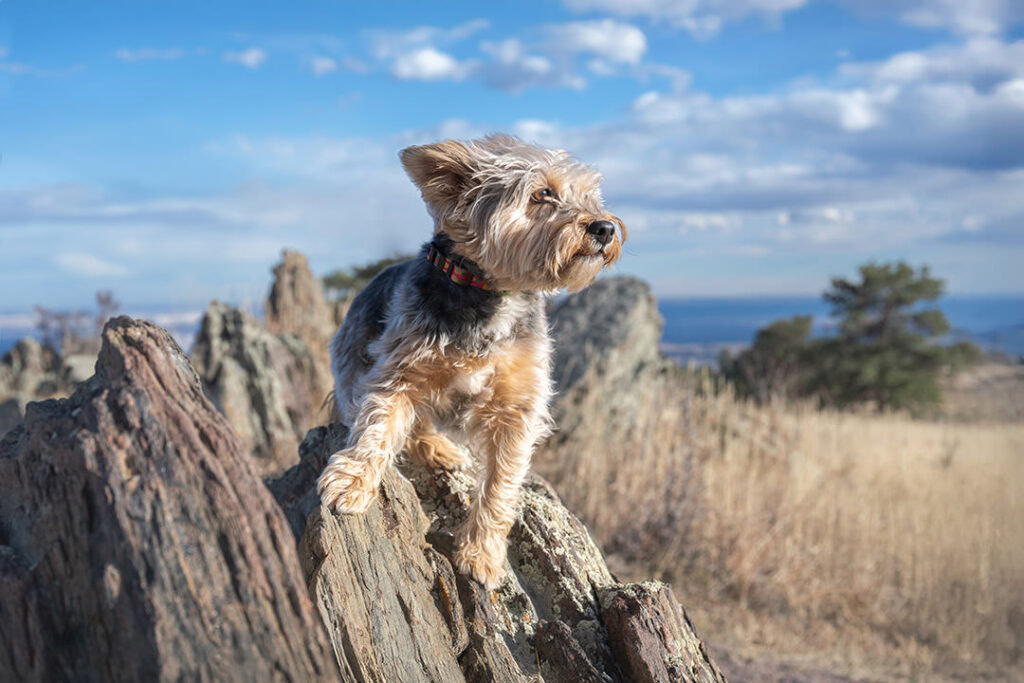 Yorkie Schnauzer mix dog on top of dramatic rocks in mountain foothiils in winter scenery