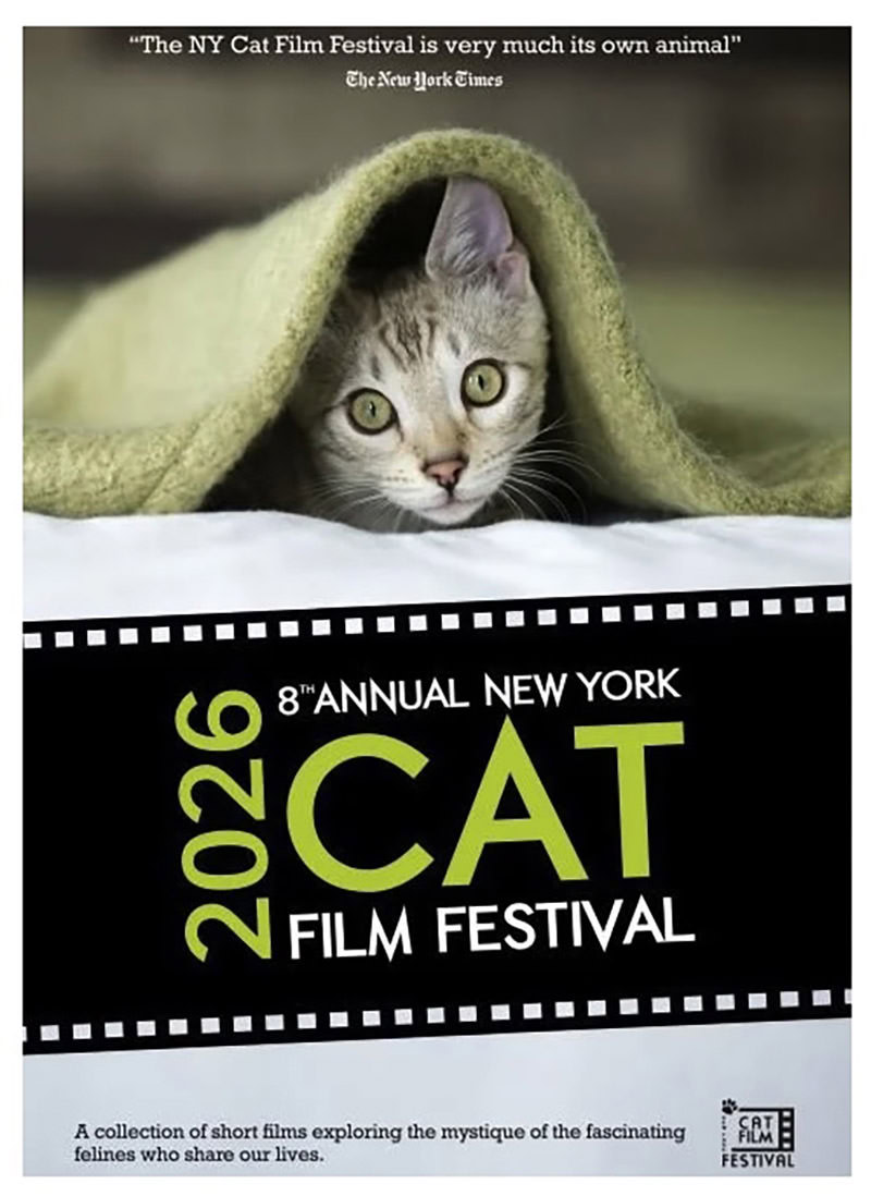 2026 Cat Film Festival Poster Karen Hoglund's photo of a bengal kitten featured on the 2026 New York Cat Film Festival poster