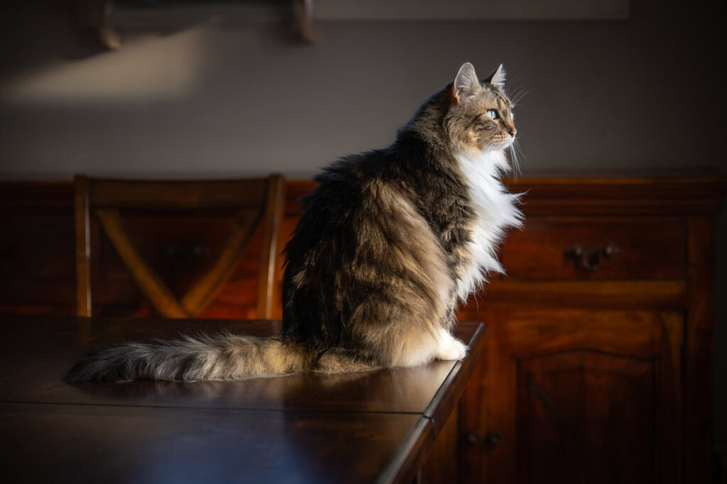 Dark and moody cat portrait in home