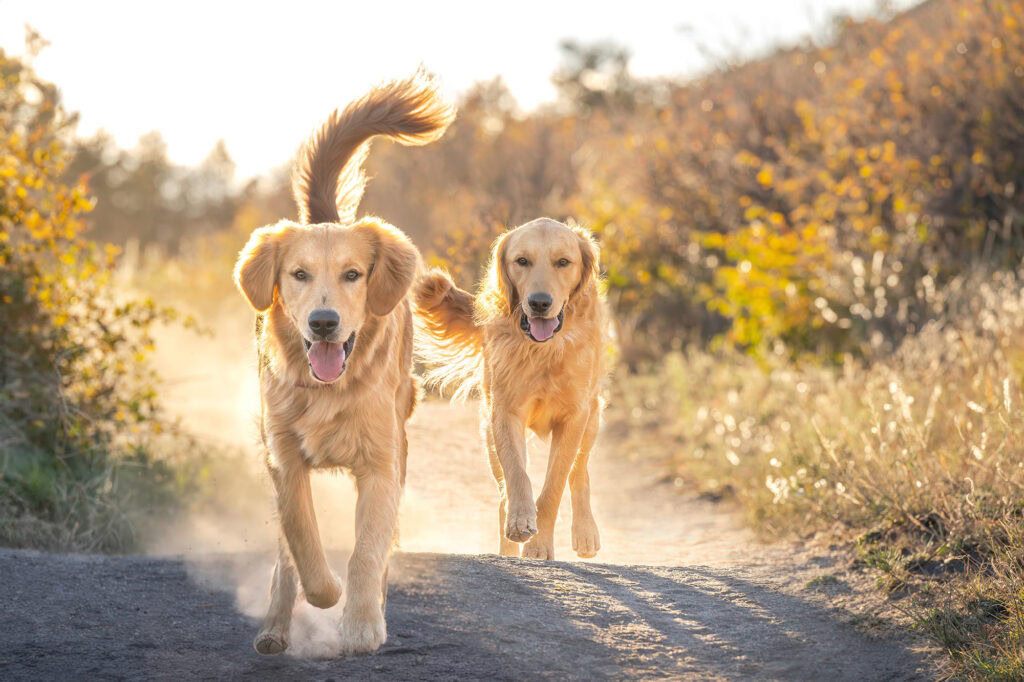 Creative action shot of golden retrievers running