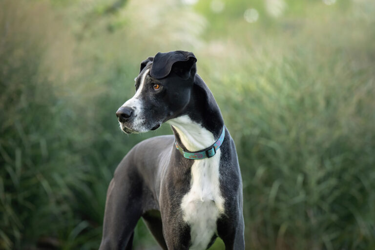 Great Dane dog portrait in Washington Park