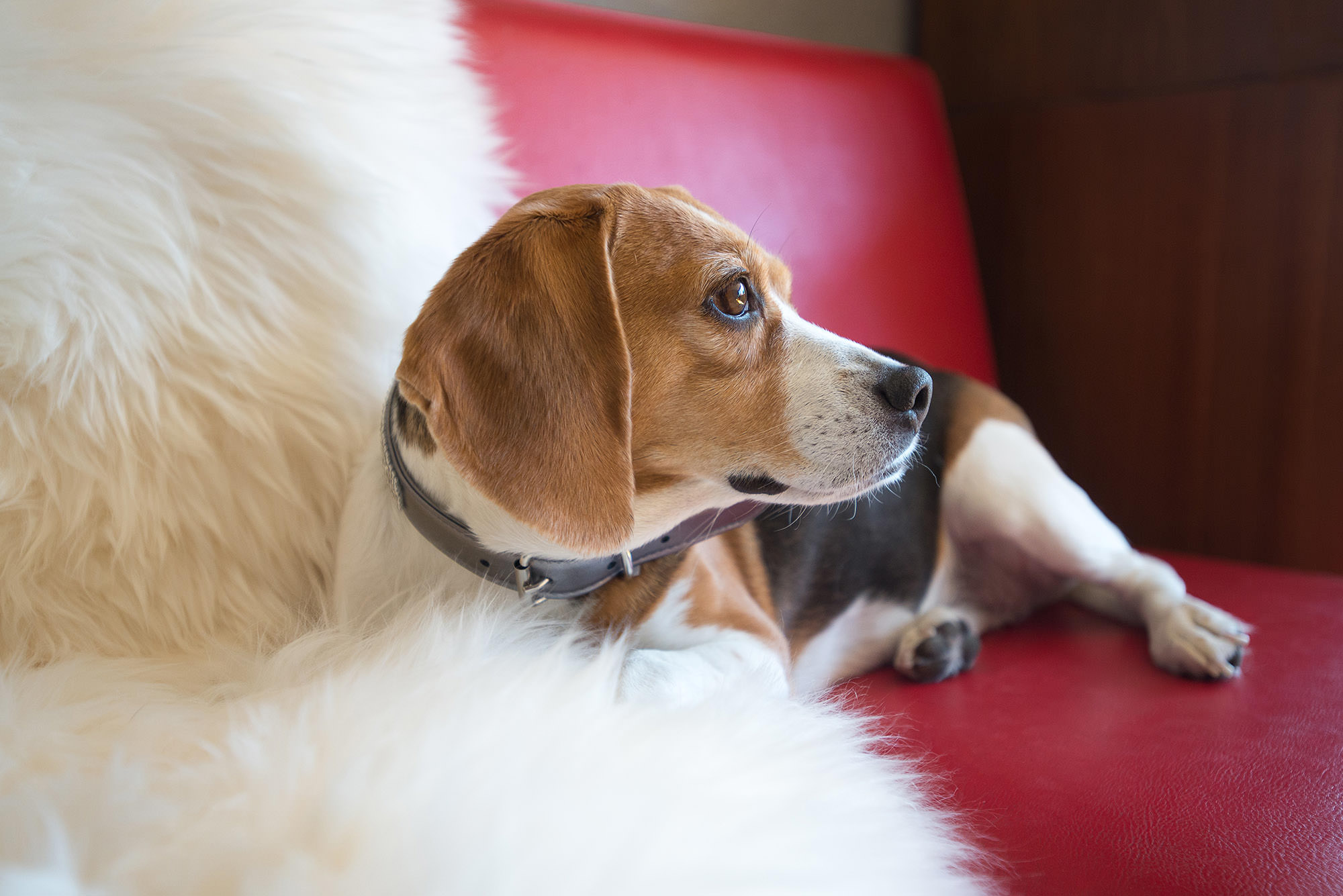 In-Home Dog Photoshoots