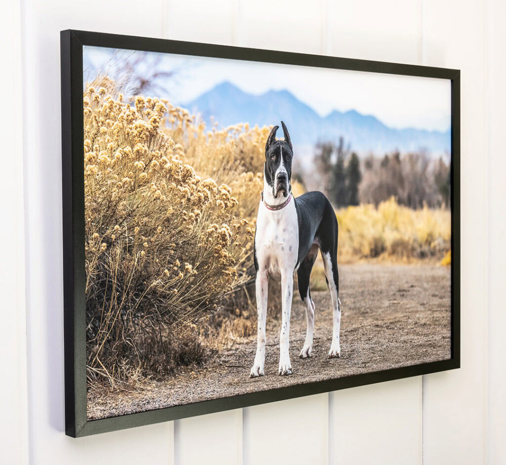 Great Dane portrait printed on canvas and framed with maple hardwood frame