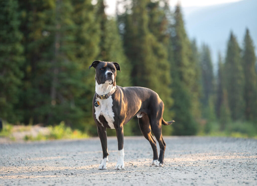 Black dog standing on mountain road in sunbeam
