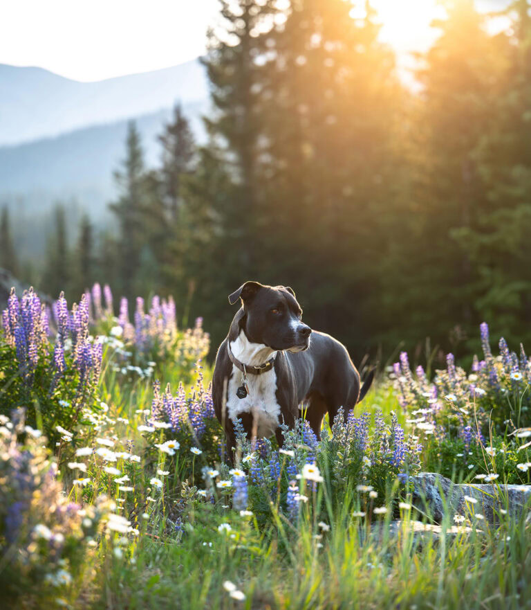 Black dog standing in field of lupines during photoshoot
