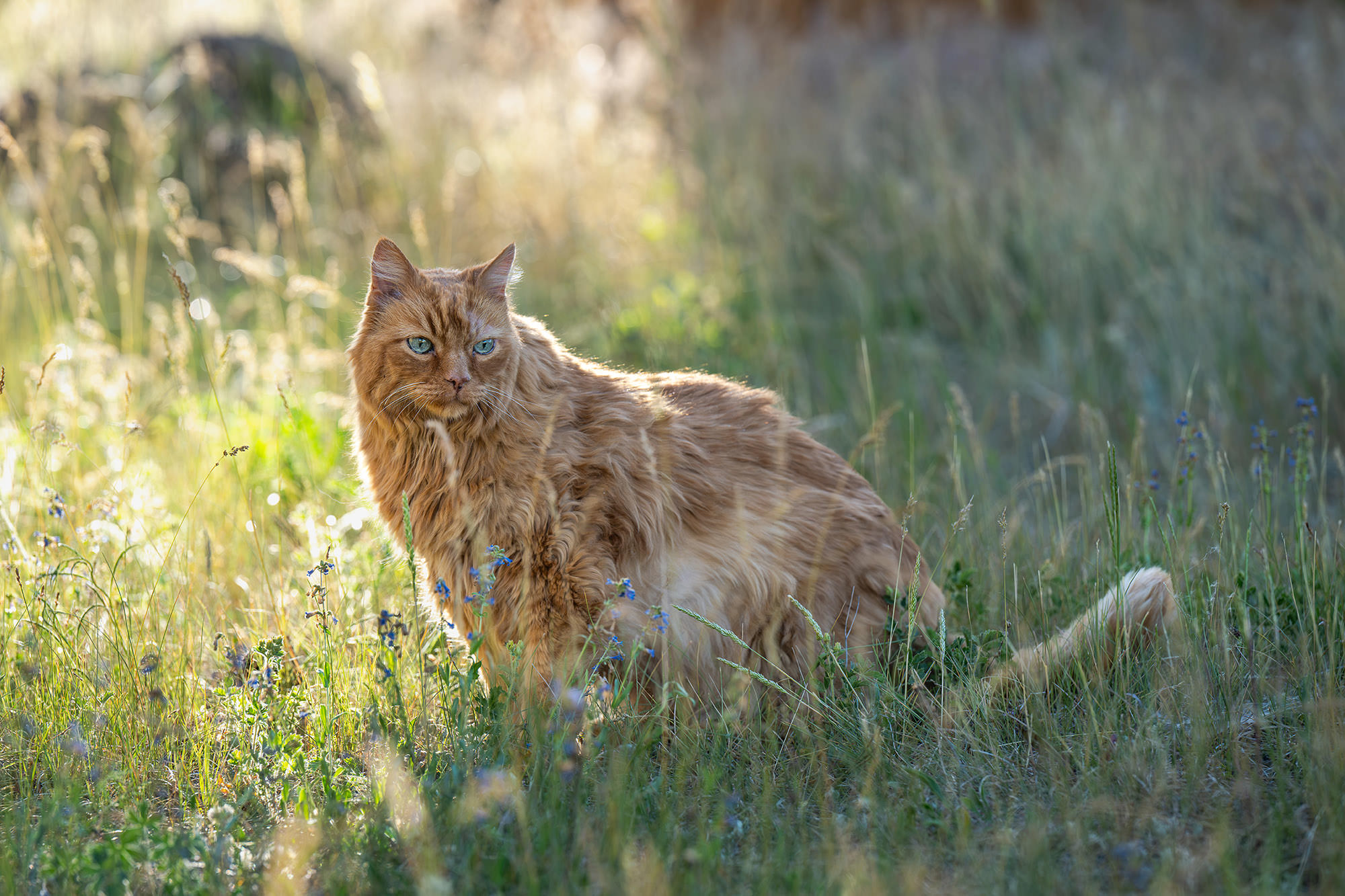 5 Tips for Photographing Older Cats