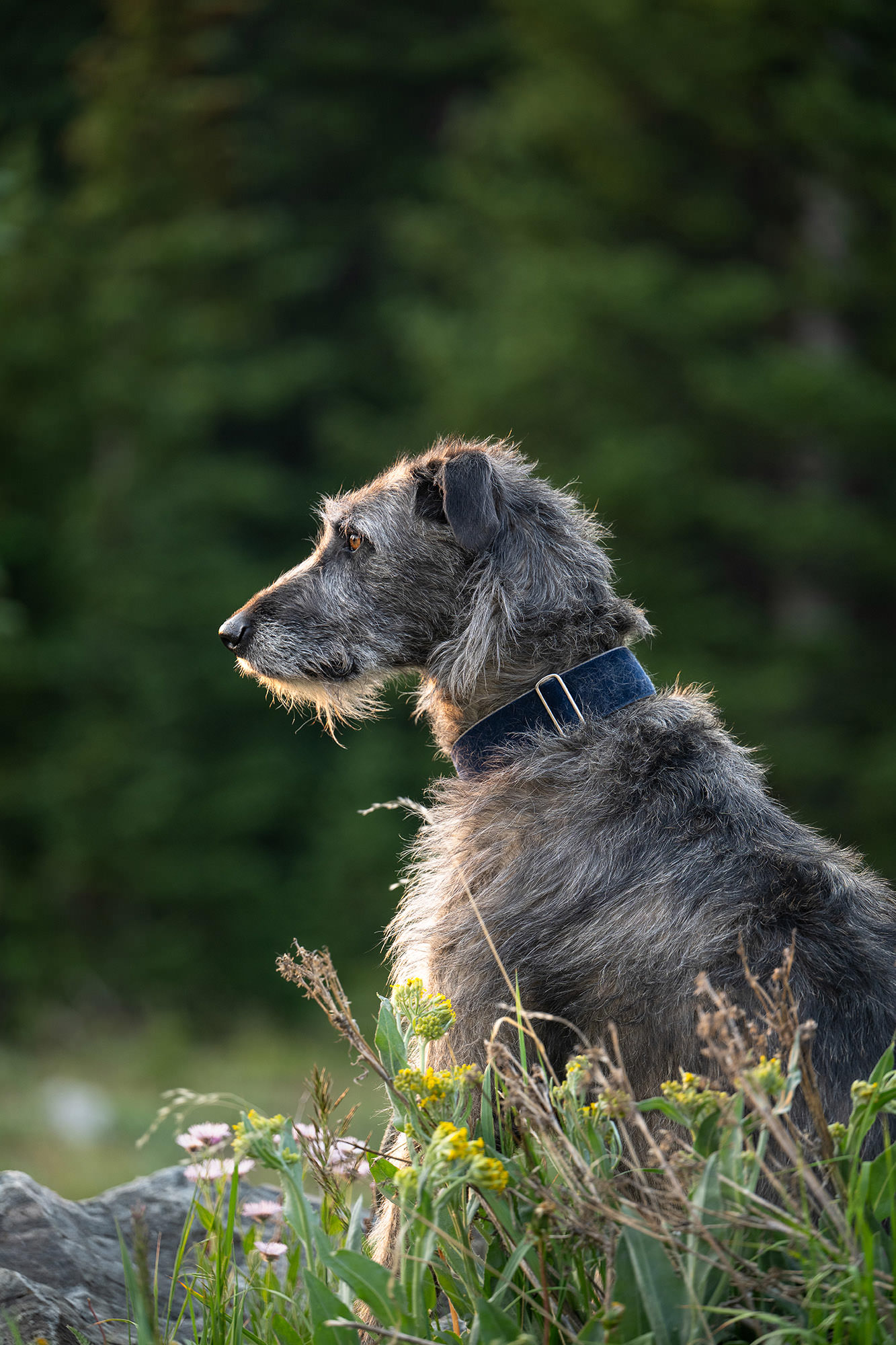 Dog sitting in dramatic morning light in the Colorado mountains