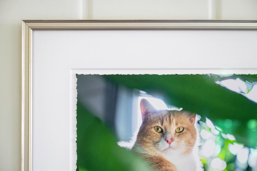 Example of deckle edge fine art print in a mat and frame