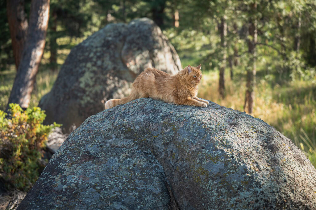 Orange tabby cat resting on a red rock surrounded by grasses and natural scenery.