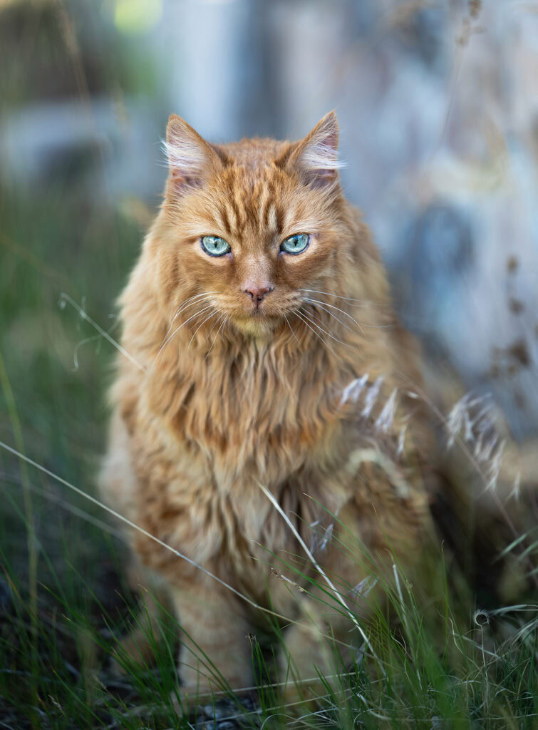 Orange tabby cat looking intently at the camera during an outdoor photo session.