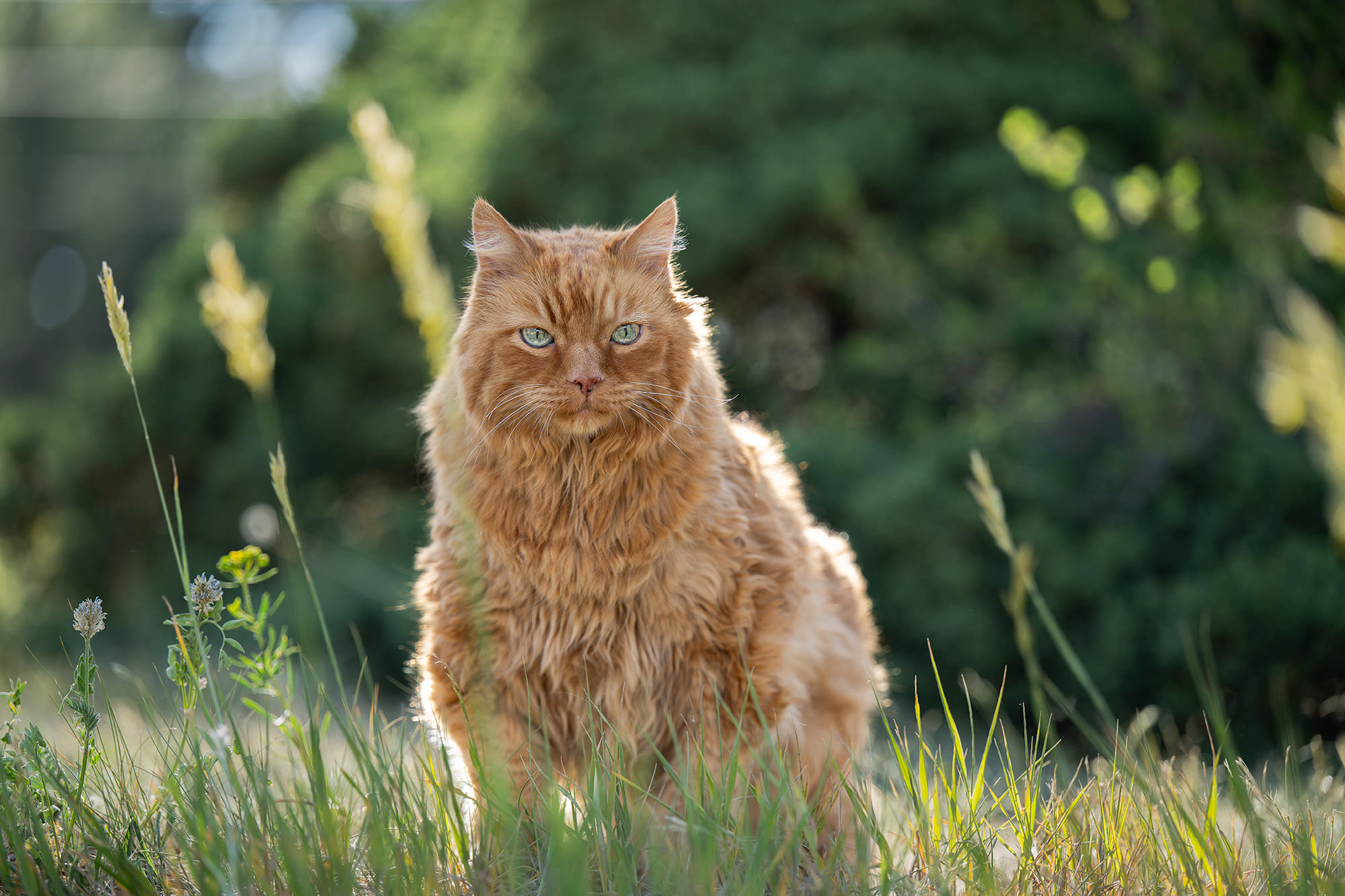 5 Tips for Photographing Older Cats