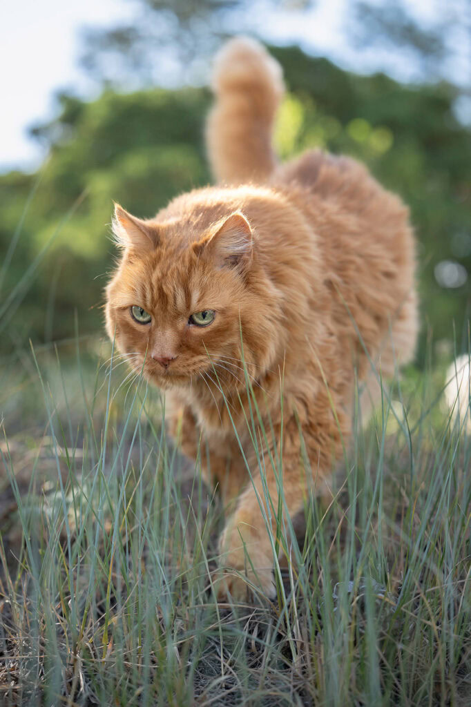 Orange tabby cat walking through tall grass during an outdoor photography session.