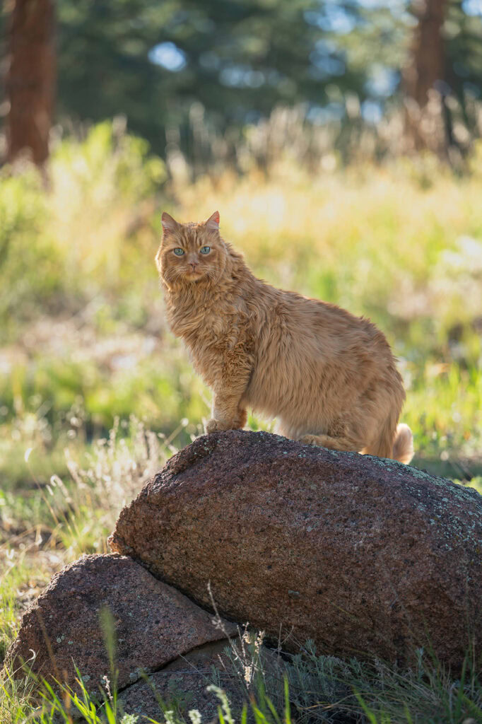 Orange tabby cat standing on a red rock surrounded by nature in a foothills backyard.