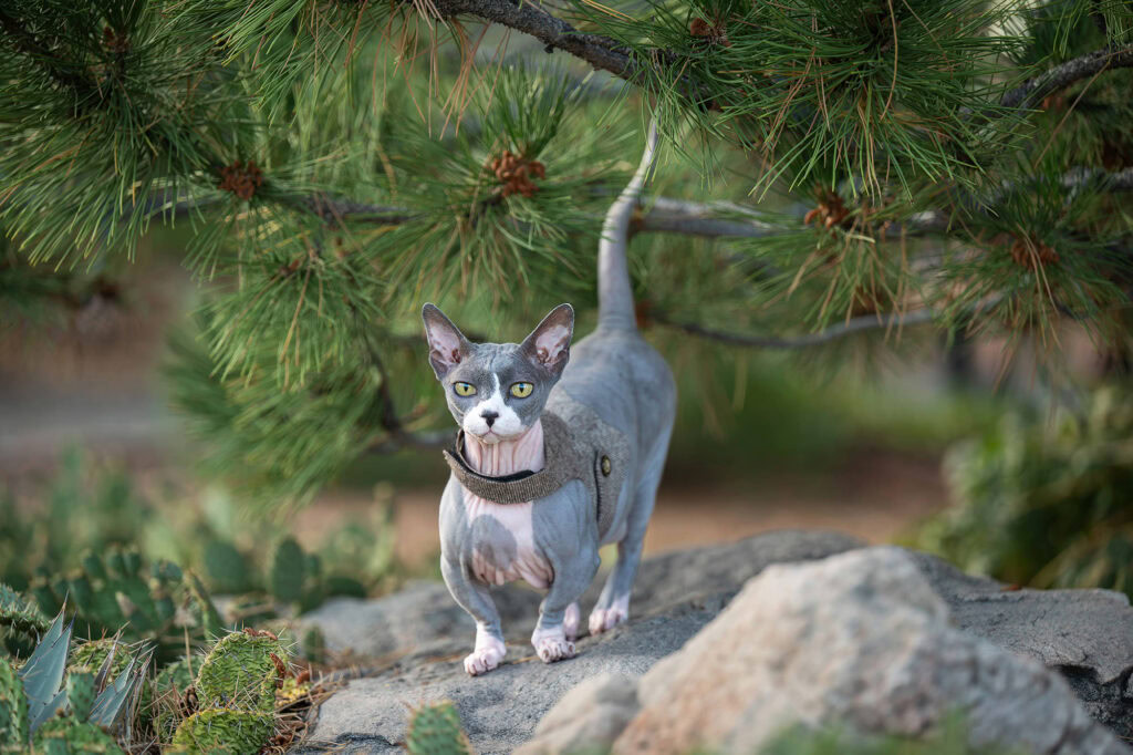 Sphynx cat exploring outdoors under pine tree branches.