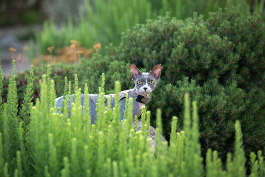 Curious cat among lush green plants and shrubs.