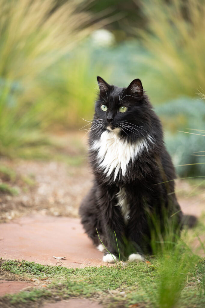 Beautiful black and white cat sitting outdoors in a natural setting.