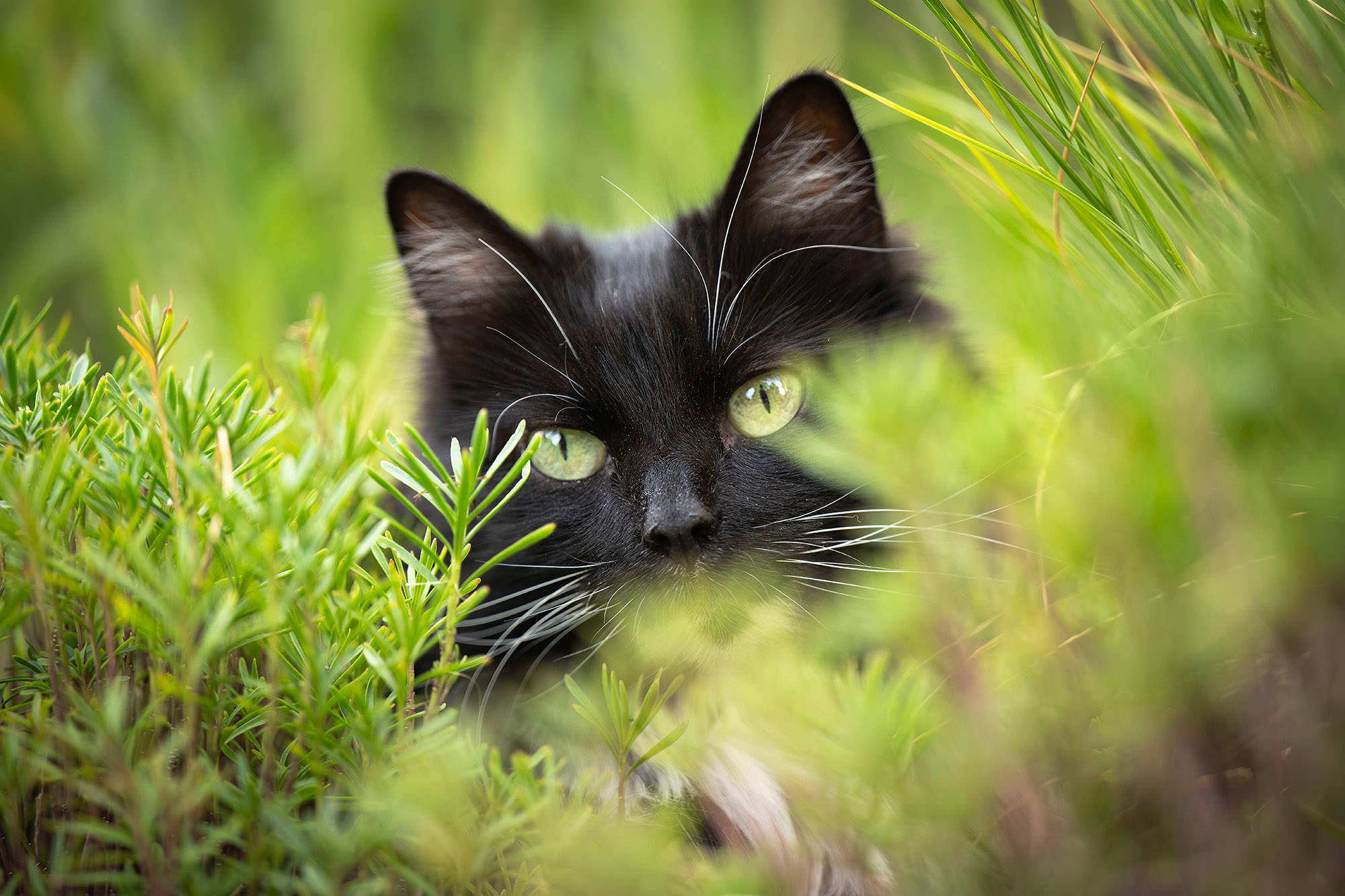 Close-up portrait of a black cat in a garden setting.