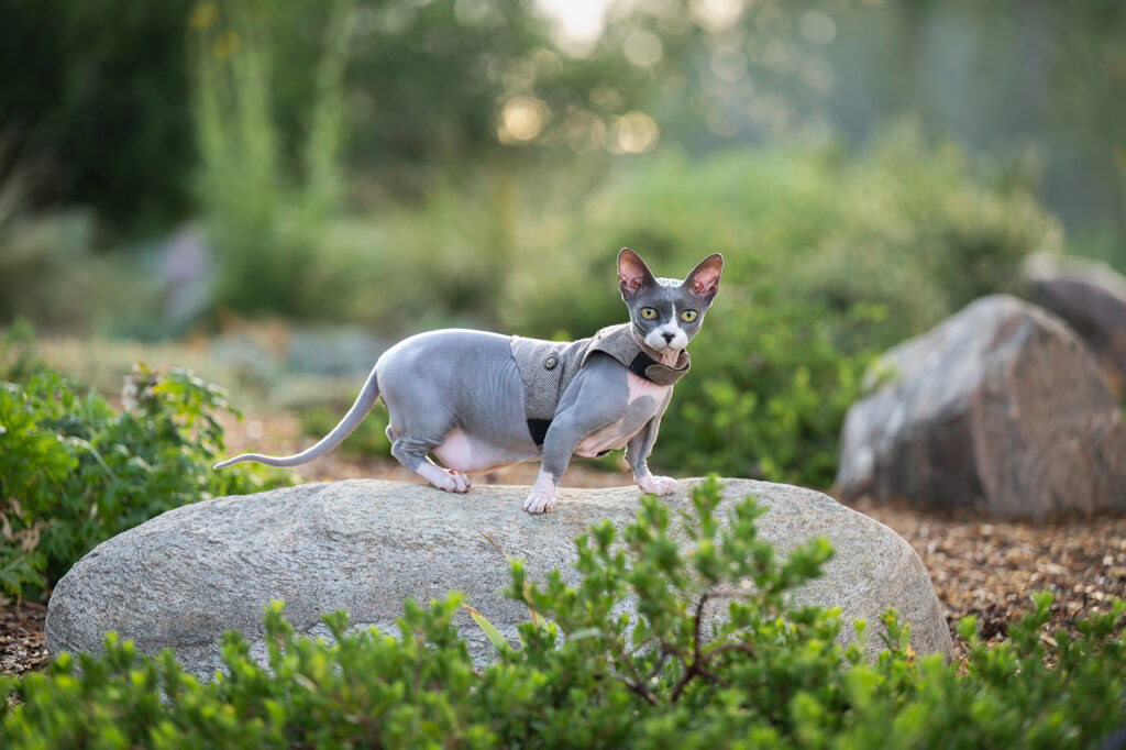 Sphynx cat wearing a harness standing on a large rock in a lush garden.