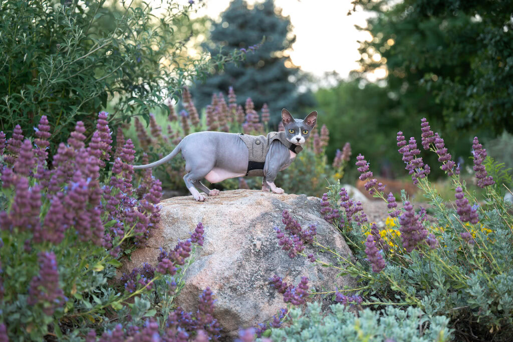Sphynx cat standing on a rock surrounded by purple and yellow flowers.