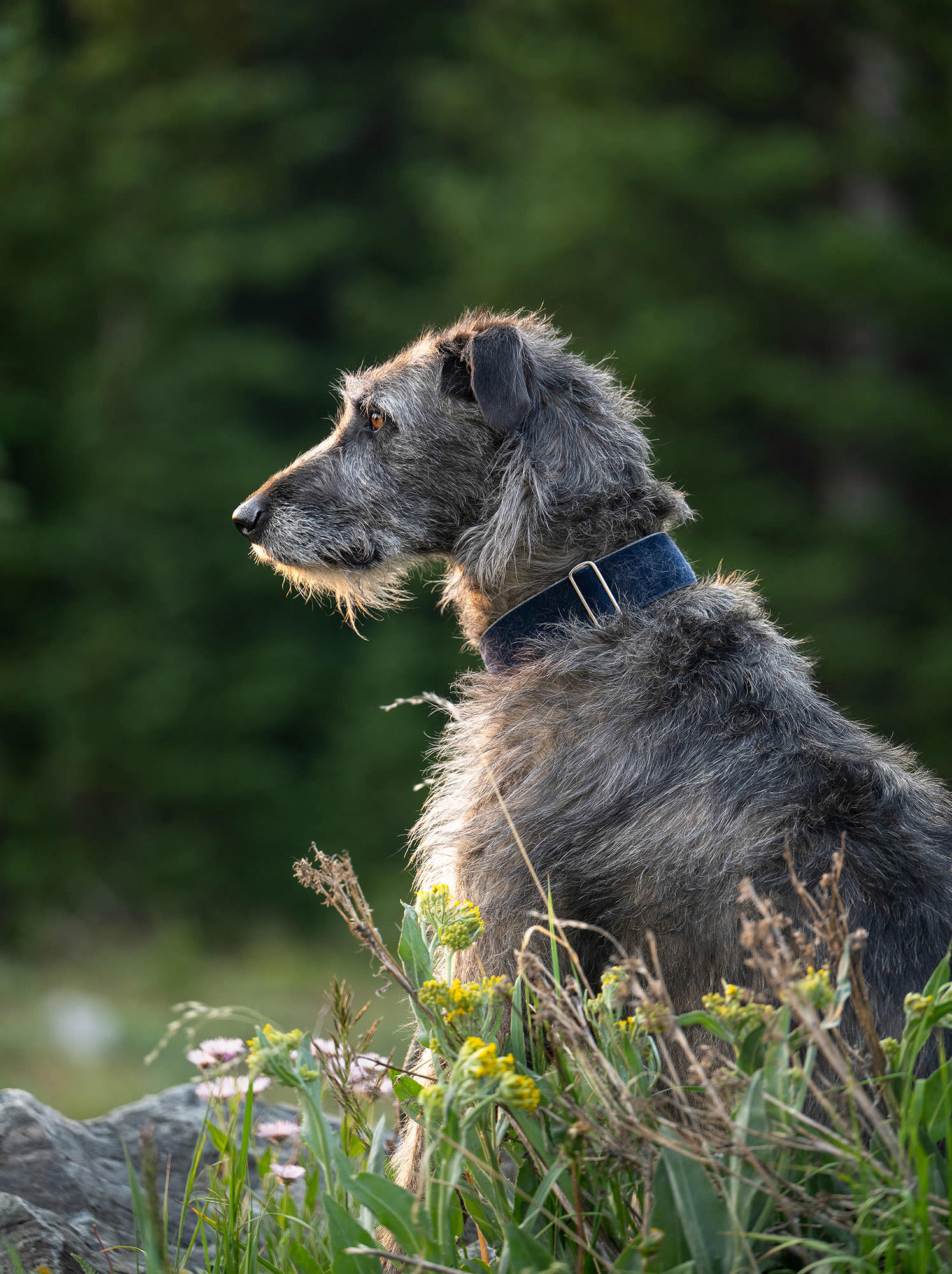 Dog sitting in dramatic morning light in the Colorado mountains
