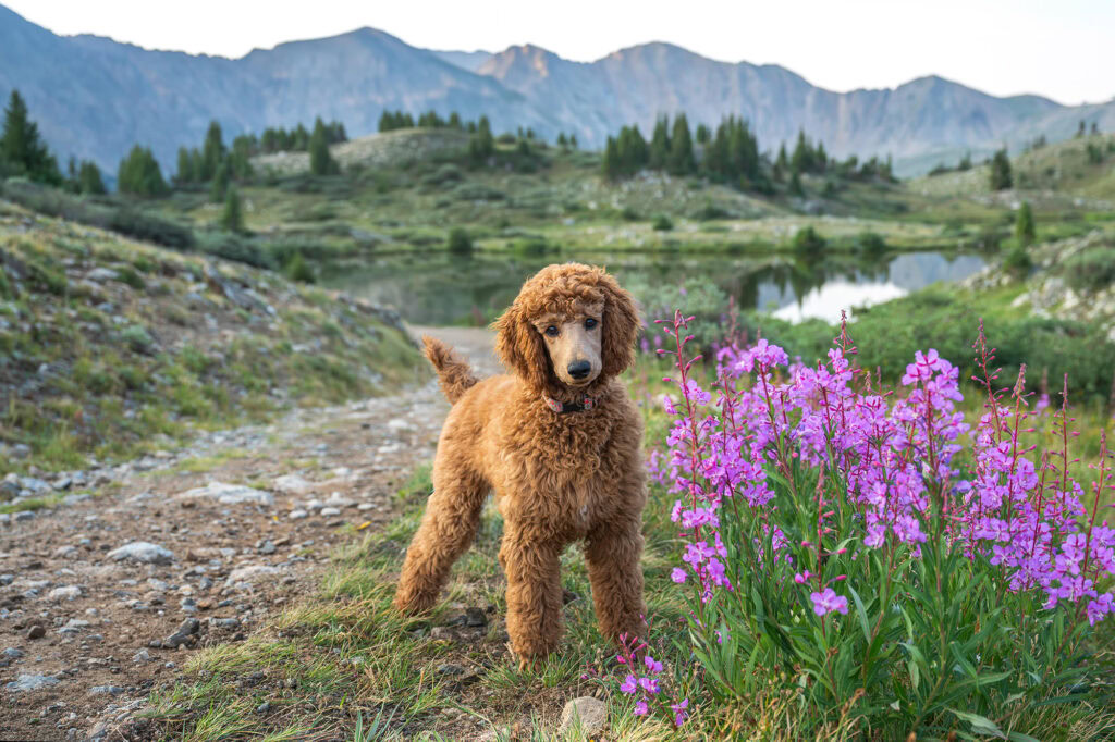 Poodle standing near purple wildflowers in a mountain landscape.