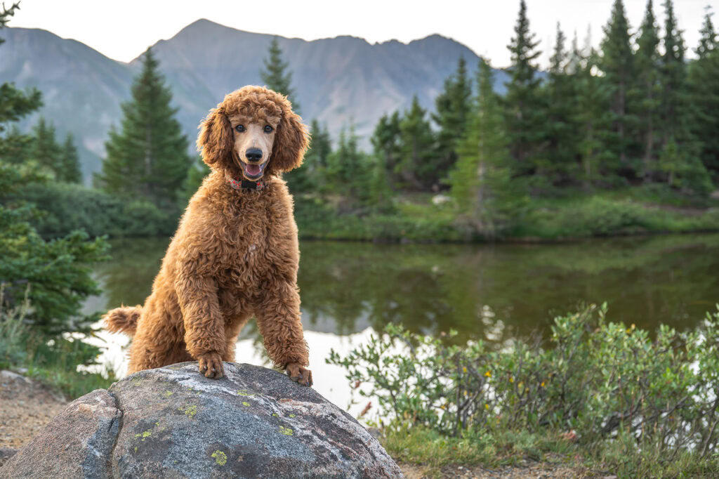 Cute brown poodle sitting on a rock near a lake with mountains and trees.