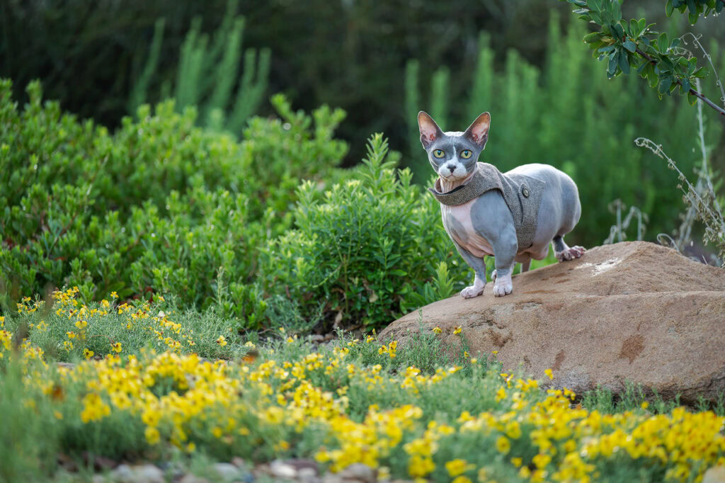 Sphynx cat standing on rock in lush garden with yellow flowers.