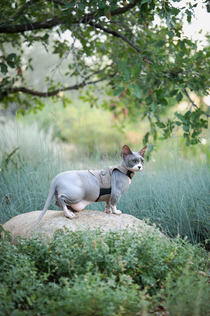 Sphynx cat wearing a harness standing on a rock in nature.