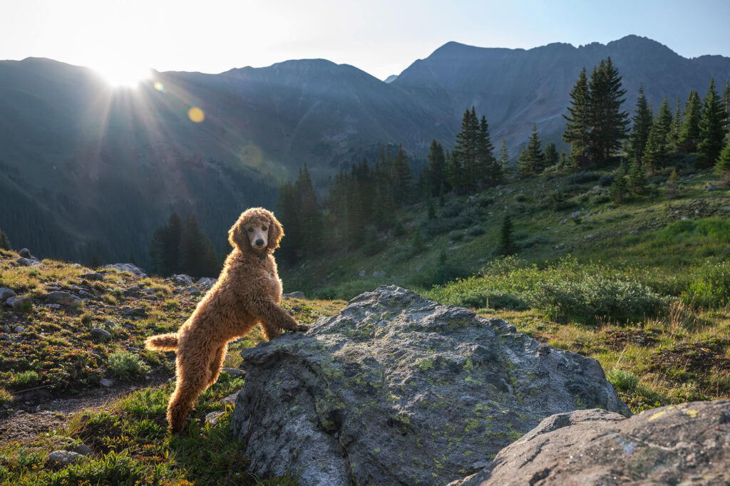 Poodle puppy standing on a rock in mountain scenery.