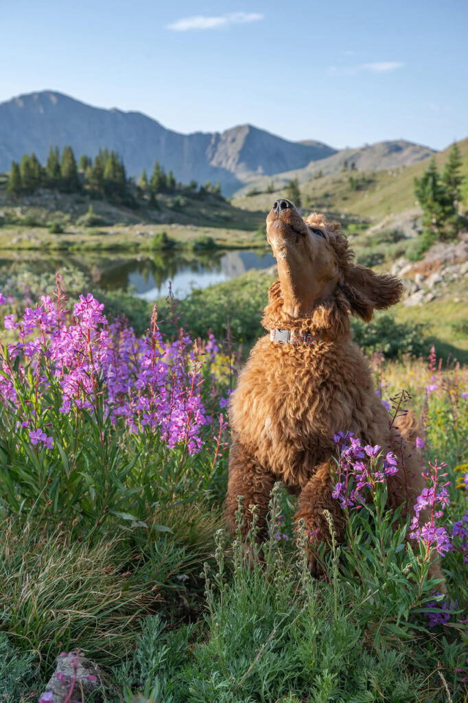 A poodle enjoying a mountain landscape with wildflowers and a lake.
