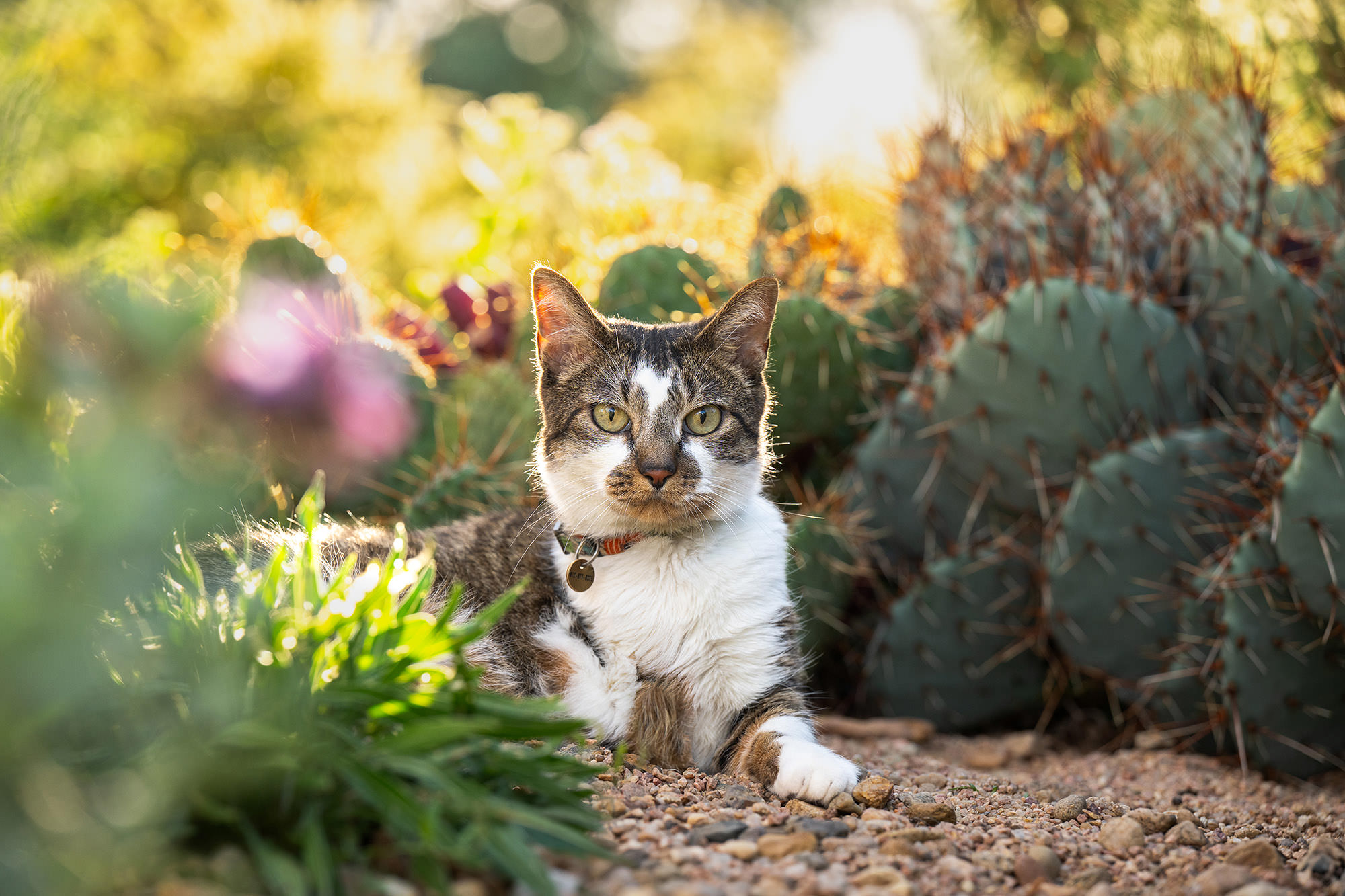 Cat relaxing among cacti in a xeric garden, lit by soft golden light